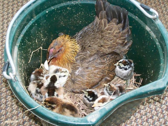 25203_baby_chicks_005.jpg