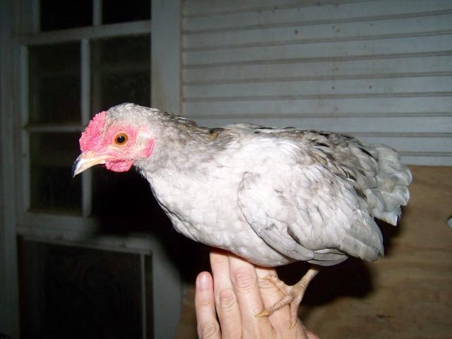 25203_chickens_025.jpg