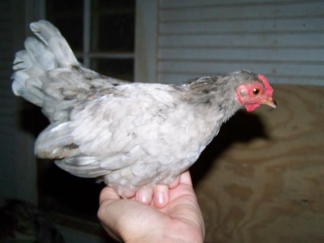 25203_chickens_027.jpg