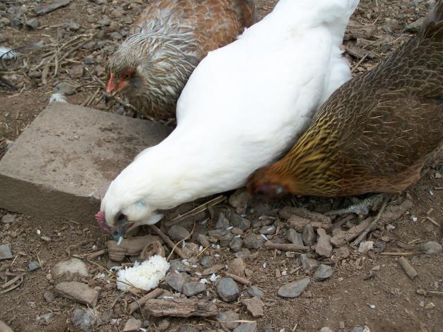 25203_chickens_059.jpg