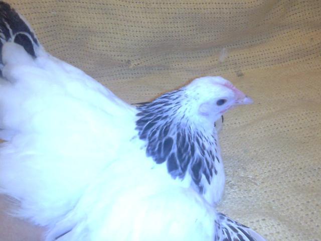 25247_photo0451.jpg