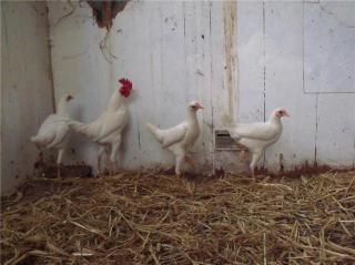 My New White Modern Game  BackYard Chickens - Learn How to Raise Chickens