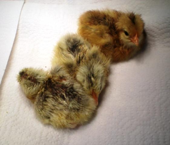 25270_1_brooder.jpg