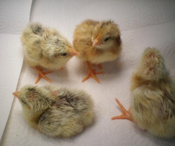25270_2_brooder.jpg