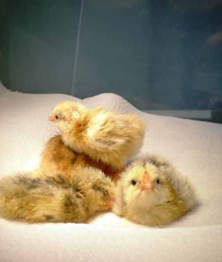 25270_3_brooder.jpg