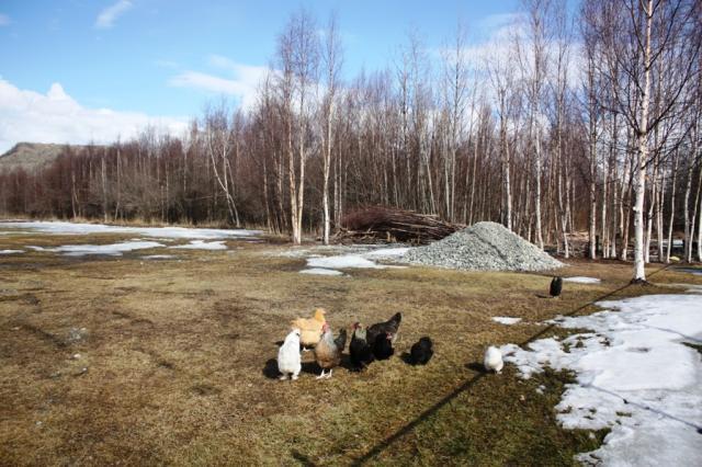 25270_3_pasture.jpg