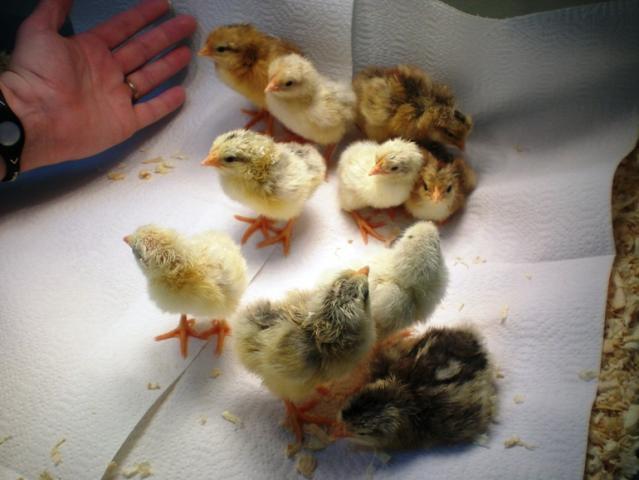 25270_6_brooder.jpg