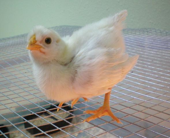 25270_6_white.jpg