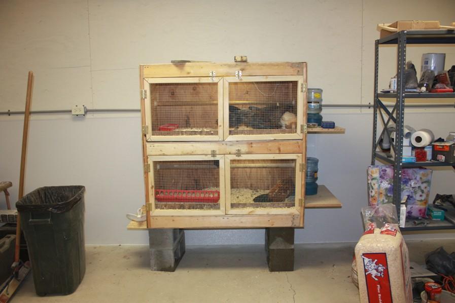 25270_brooder_12.jpg