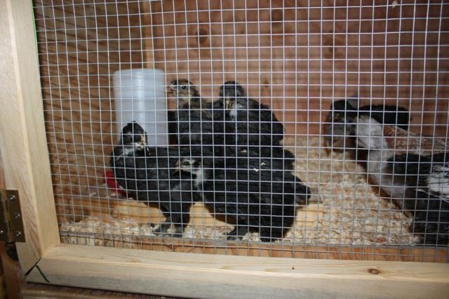 25270_brooder_7.jpg