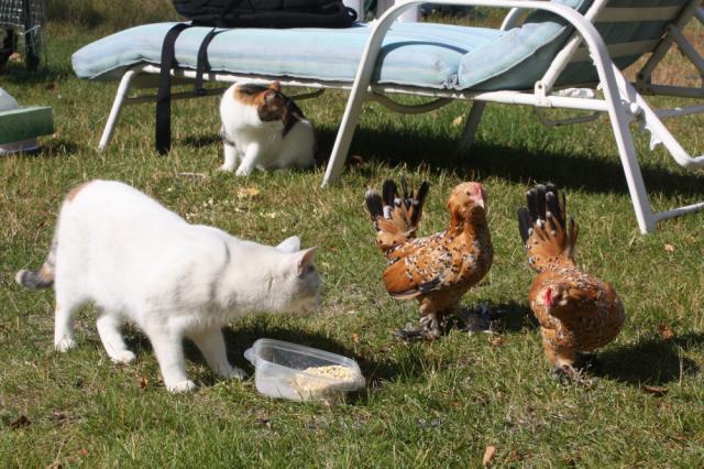 25270_cats_chickens043.jpg