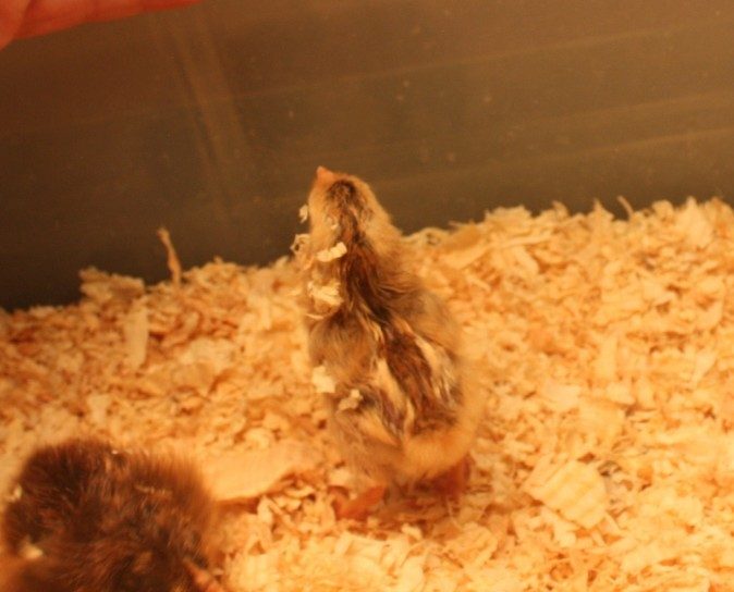 25270_chipmunk.jpg