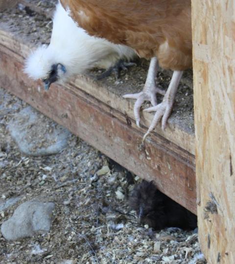 25270_cleopatra_nesting.jpg