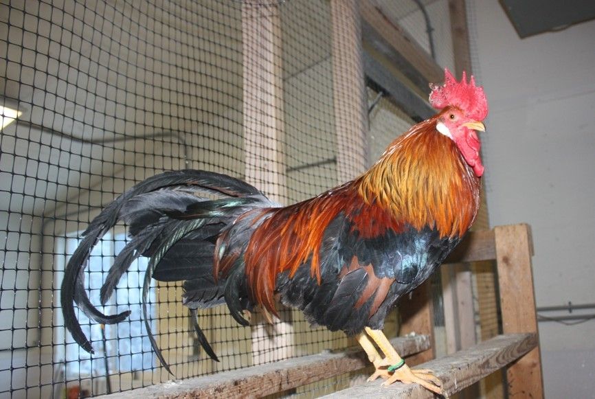 25270_color_roo.jpg