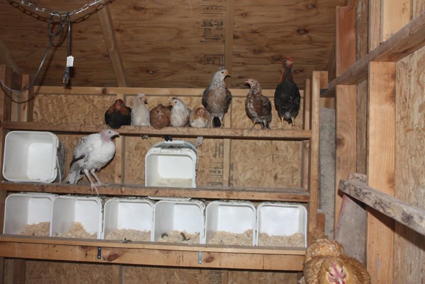 25270_icelandic_turkey.jpg