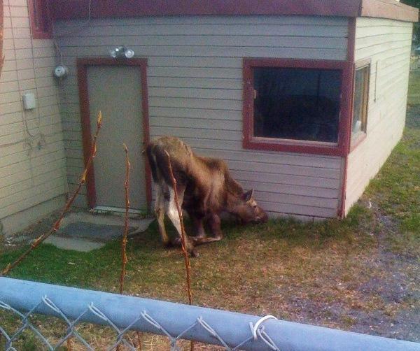 25270_moose_snacks.jpg