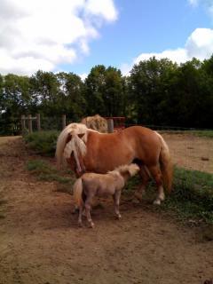 25274_foalnurse.jpg