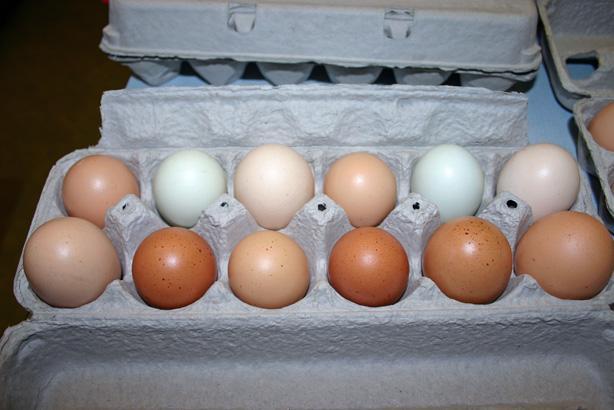 25346_eggs.jpg