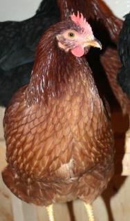 25346_lucy12.jpg
