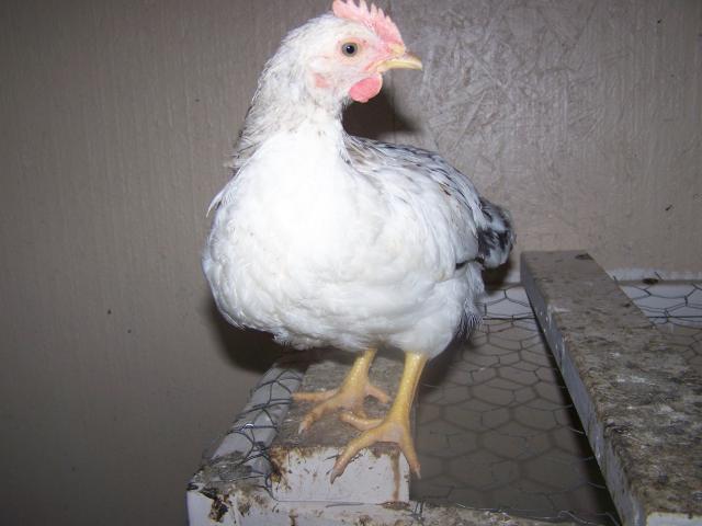 25377_annabelle.jpg