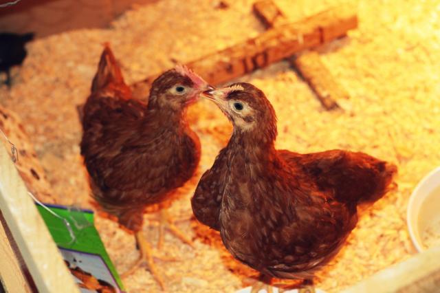 25384_rir_roo_and_hen.jpg