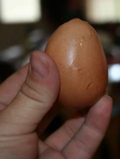 Top 8 Weird Chicken Eggs- What's Wrong With My Eggs flat sided egg
