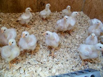 25434_chicks2.jpg