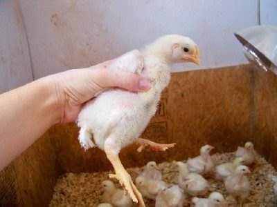 25434_chicks3.jpg