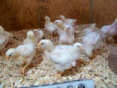 25434_chicks4.jpg