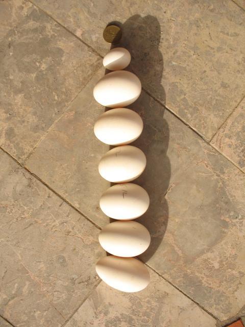 25468_044.jpg