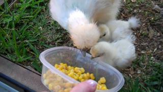 25468_silkie_chicks_1_month_old_00m_42s.jpg