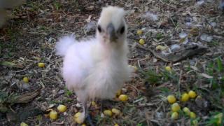 25468_silkie_chicks_1_month_old_01m_14s.jpg