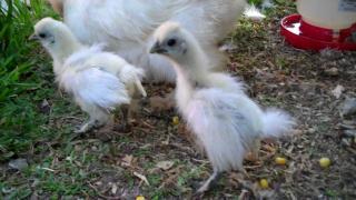 25468_silkie_chicks_1_month_old_01m_16s.jpg