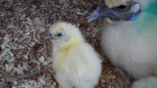 25468_silkie_chicks_m2_00m_40s.jpg