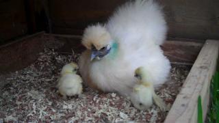 25468_silkie_chicks_m2_01m_57s.jpg