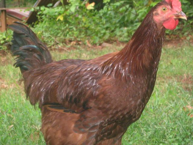 25530_mr_rooster.jpg