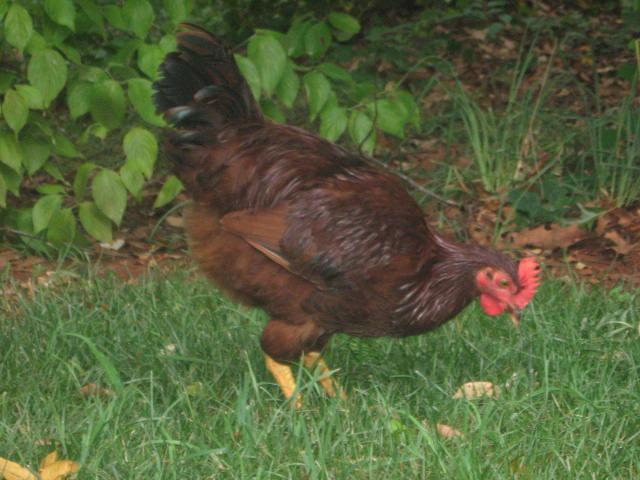 25530_mr_rooster_2.jpg