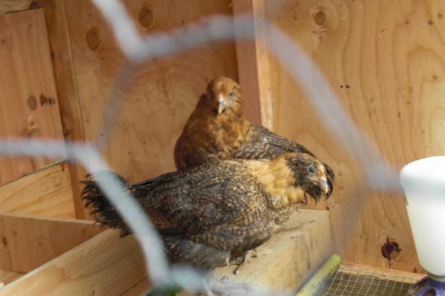 25531_amerchick_064.jpg