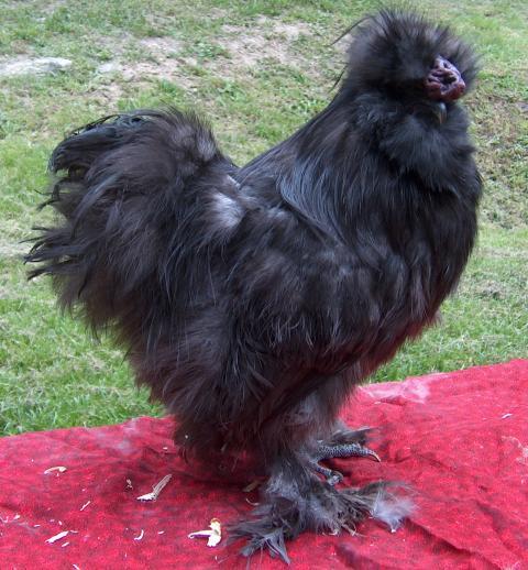25593_black_silkie_rooster.jpg