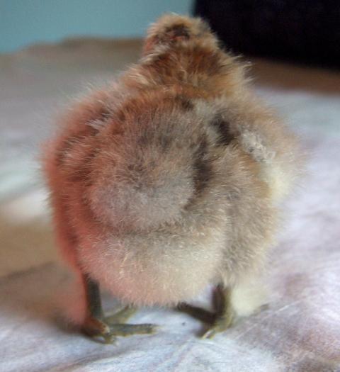 25593_silkie_chick_butt.jpg