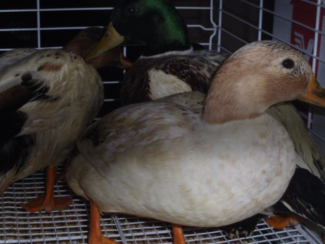 25614_new_ducks_007.jpg