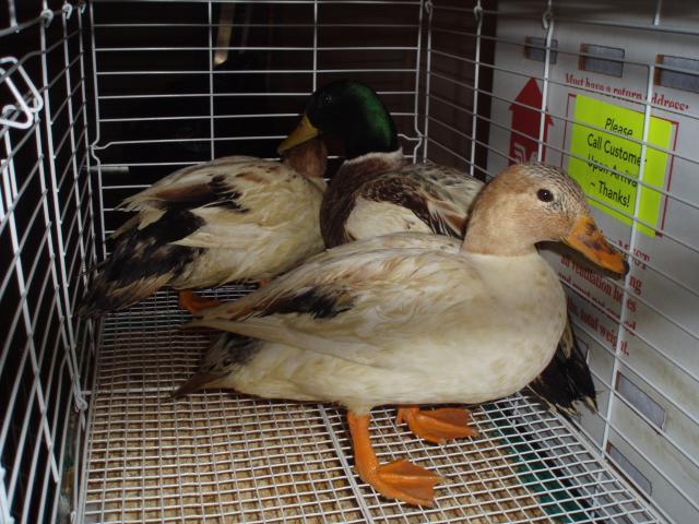 25614_new_ducks_008.jpg