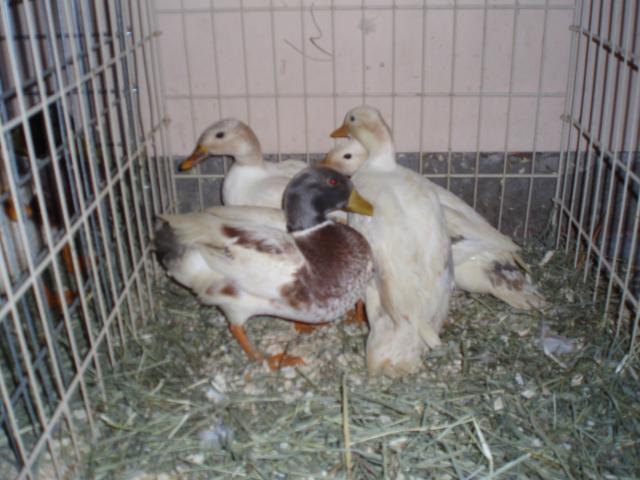 25614_new_ducks_014.jpg