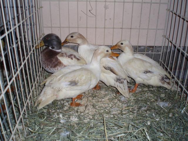 25614_new_ducks_015.jpg