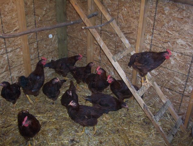 25618_chickens_july_08_002.jpg