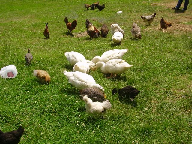 25620_chicken_shots_june09_073.jpg
