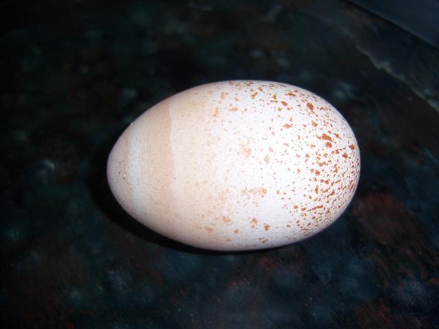 25622_100_6558.jpg