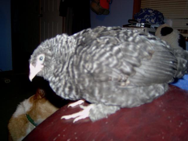 25630_2collette7-12-10.jpg