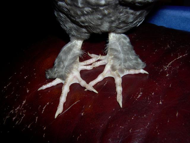 25630_2collettetoes7-12-10.jpg