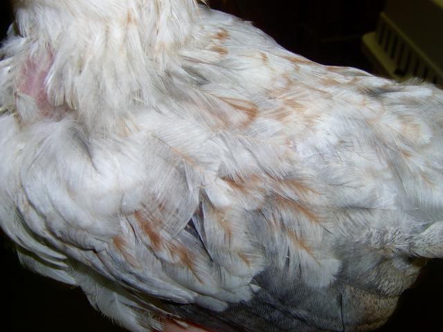 25630_pixiesfeatherlacing.jpg